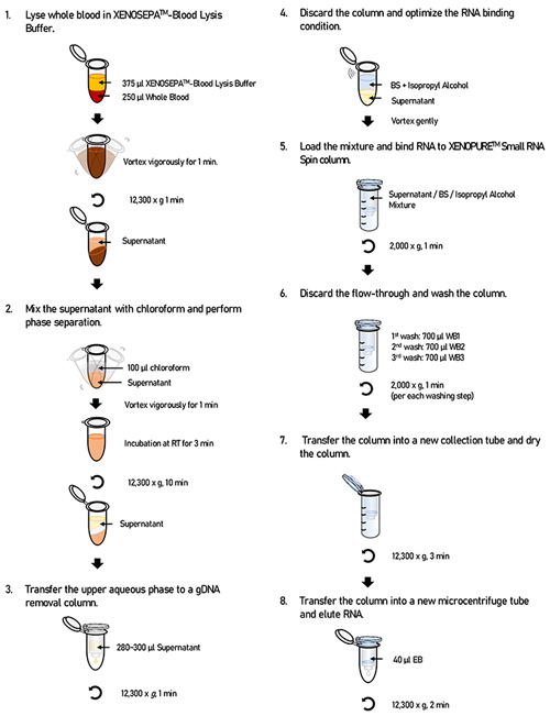 XENOPURE™ Blood Small RNA Purification Kit