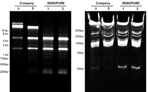 XENOPURE™ Blood Small RNA Purification Kit