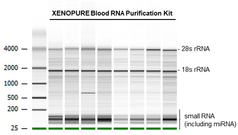 XENOPURE™ Blood Small RNA Purification Kit