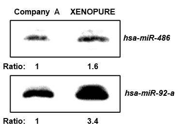 XENOPURE™ Blood Small RNA Purification Kit