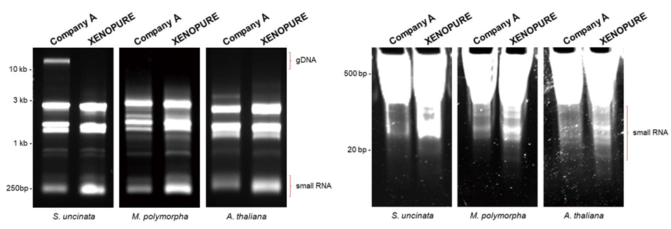 XENOPURE™ Plant Small RNA Purification Kit