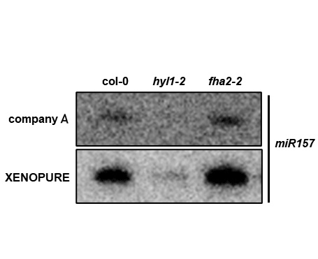 XENOPURE™ Plant Small RNA Purification Kit