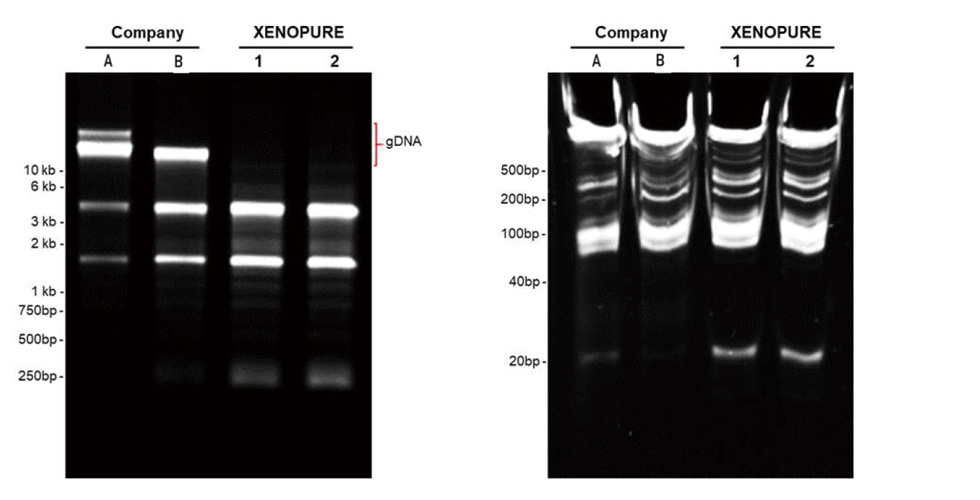 XENOPURE™ SMALL RNA PURIFICATION KIT