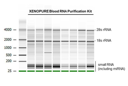 XENOPURE™ SMALL RNA PURIFICATION KIT