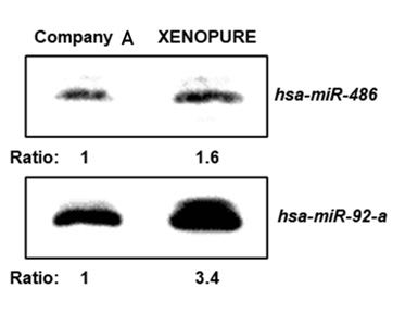 XENOPURE™ SMALL RNA PURIFICATION KIT